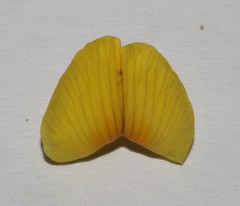 Lotononis densa densa