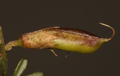 Lotononis densa densa