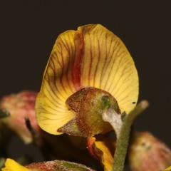 Lotononis densa densa