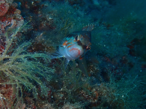 Serranus cabrilla
