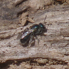 Lasioglossum coeruleum