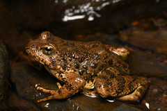 Foothill Yellow-Legged Frog photo 1