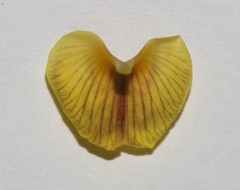 Lotononis densa densa