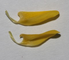 Lotononis densa densa