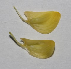 Lotononis densa densa