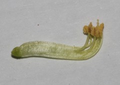 Lotononis densa densa