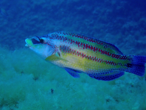 Symphodus tinca