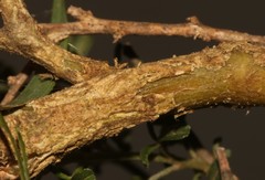 Lotononis densa densa