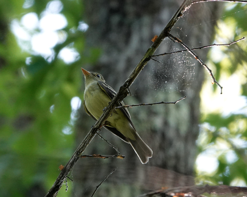 Acadian Flycatcher (Empidonax virescens), photo 6
