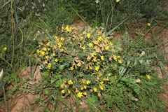 Lotononis densa densa