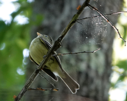 Acadian Flycatcher (Empidonax virescens), photo 7