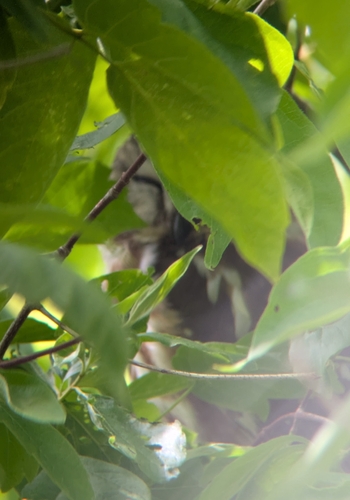 Northern Saw-whet Owl observed by martyndrabik