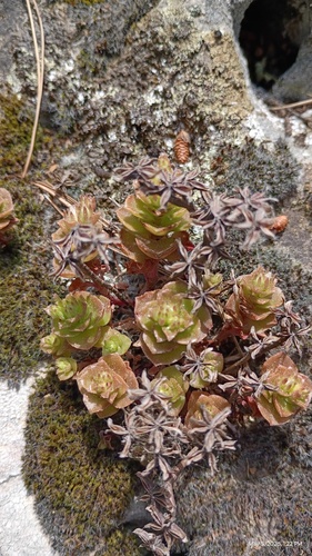 starry stonecrop