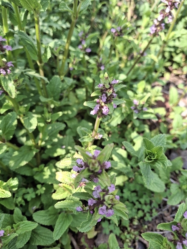 Stachys agraria, photograph 5