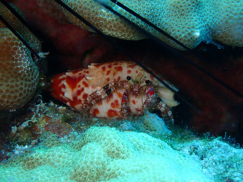 Dardanus sanguinocarpus, 2026-05-09