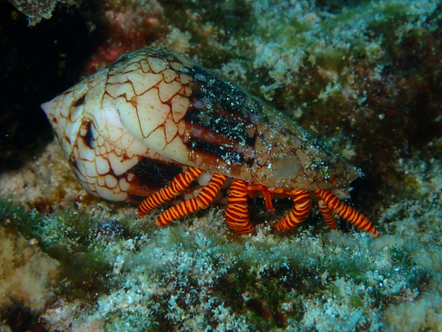 Ciliopagurus strigatus, 2026-05-09