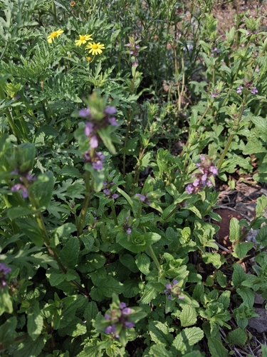 Stachys agraria, photograph 6