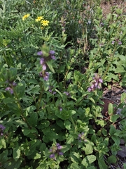 Stachys agraria, photograph (c) Jose Manuel Ramos Martinez, some rights reserved (CC BY)