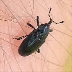 Aulacobaris coerulescens