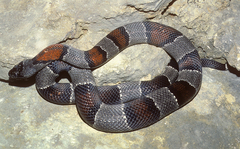 Lampropeltis alterna