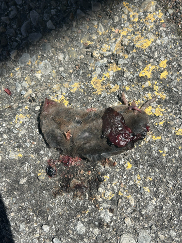 Northern Short-tailed Shrew observed by dnrr