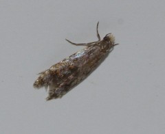 Tineidae clade b