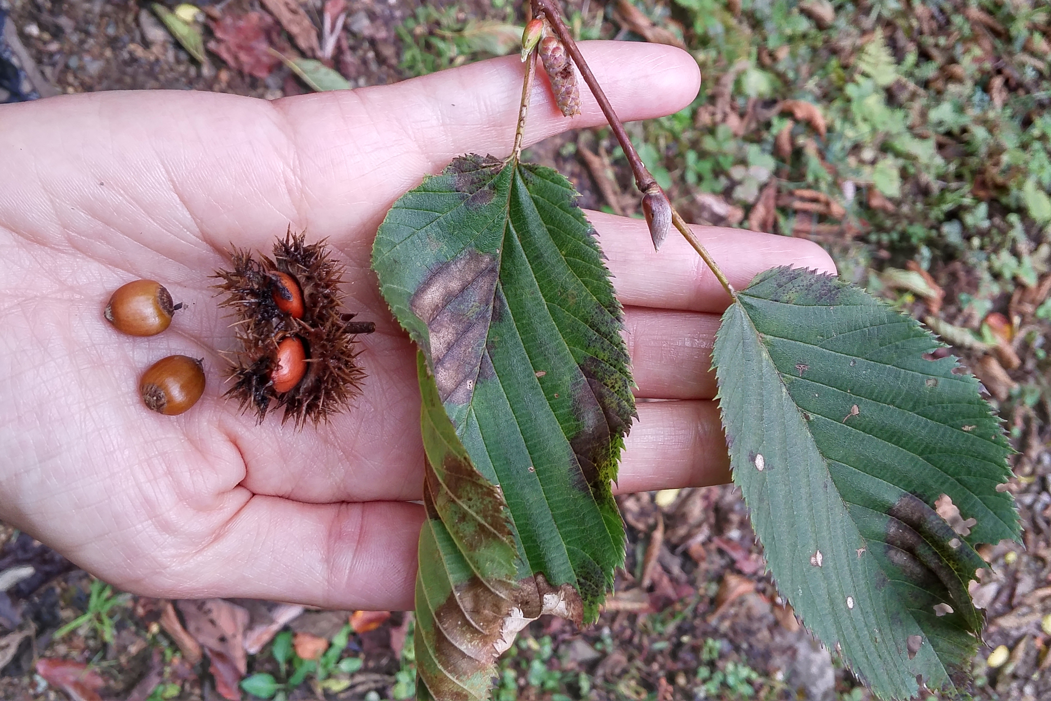 Corylus ferox