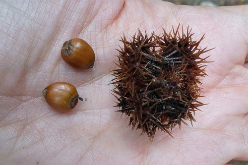 Corylus ferox, photograph 1
