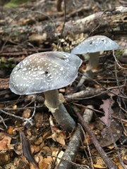 Cortinarius metallicus