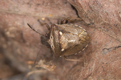Eysarcoris aeneus
