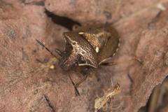Eysarcoris aeneus