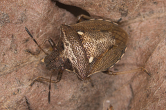 Eysarcoris aeneus