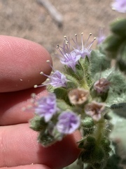 Phacelia palmeri
