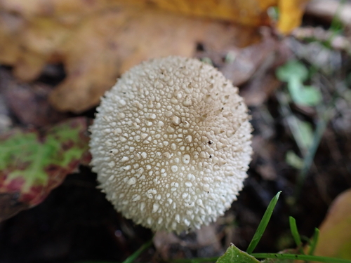 Gemmed Puffball