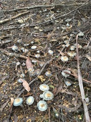 Cortinarius metallicus
