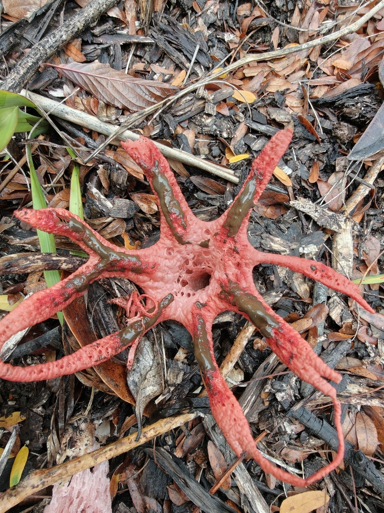 Clathrus archeri · May 2026 · photo: © mstirling (iNaturalist, cc-by)