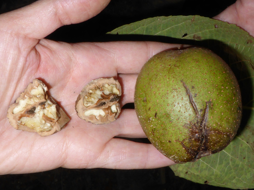 Juglans sigillata