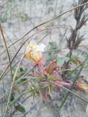 Oenothera elata hookeri
