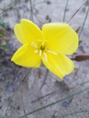 Oenothera elata hookeri