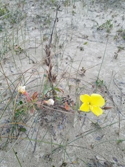 Oenothera elata hookeri