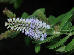 Veronica stricta macroura