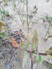 Oenothera elata hookeri