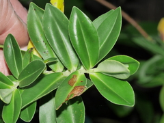 Veronica stricta macroura