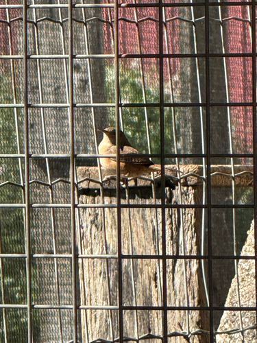Southern House Wren