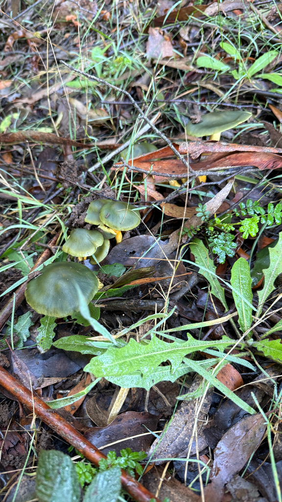 Cortinarius austrovenetus · May 2026 · photo: © thekrugle (iNaturalist, cc-by)