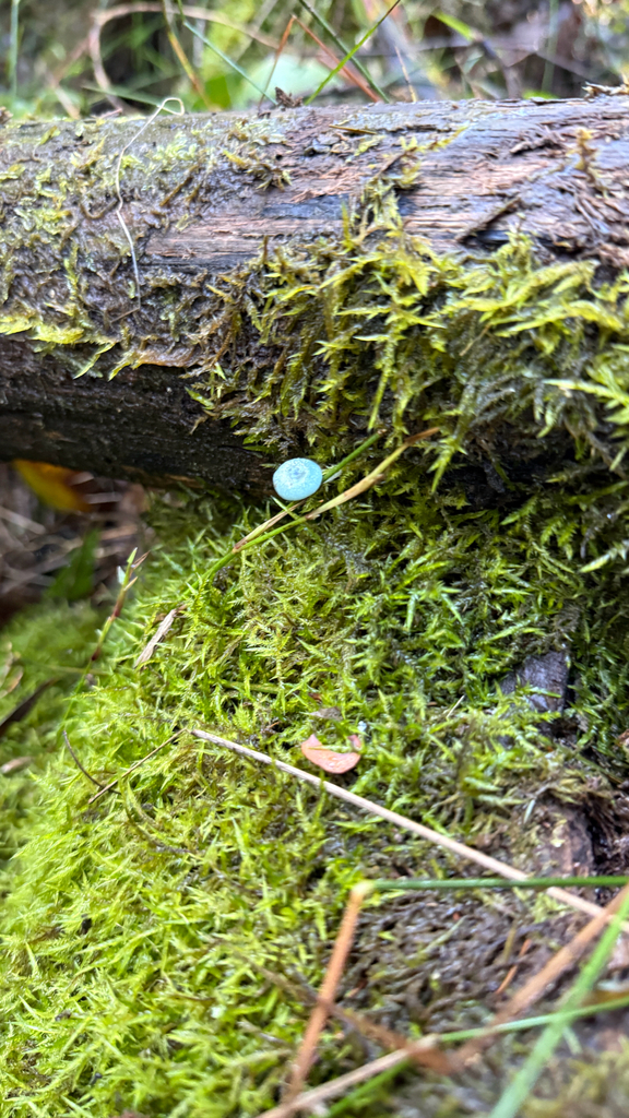 Mycena interrupta · May 2026 · photo: © thekrugle (iNaturalist, cc-by)