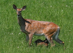 Odocoileus virginianus borealis