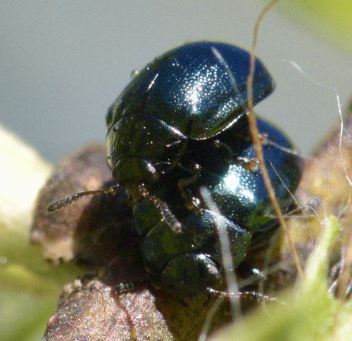 Willow Leaf Beetle photo 6