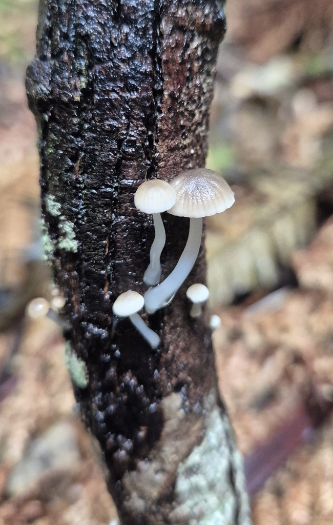 Roridomyces austrororidus · May 2026 · photo: © opanukuexplorer (iNaturalist, cc0)