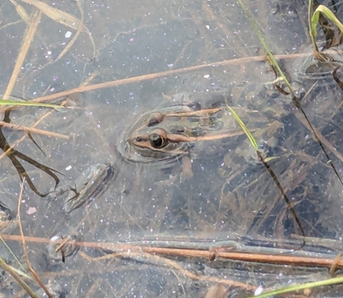 Northern Leopard Frog observed by bryn_